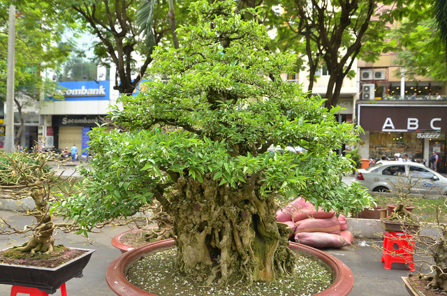 nhung-cay-kieng-doc-la-gia-bac-ty-o-cho-hoa-tet-nam-dinh-dau