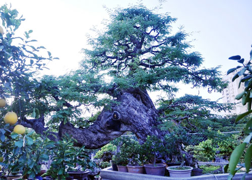 nhung-cay-kieng-doc-la-gia-bac-ty-o-cho-hoa-tet-nam-dinh-dau