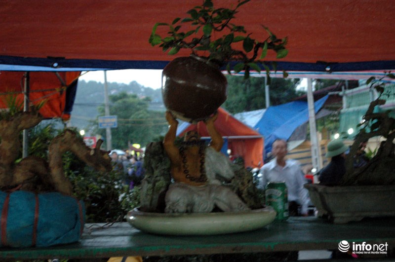 chiem-nguong-cay-canh-doc-dao-gia-bac-trieu-o-cho-vieng