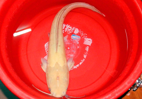 ngu-dan-da-nang-bat-duoc-ca-tre-vang-nang-gan-2kg