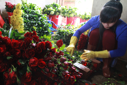 can-ke-ngay-valentin-gia-hoa-hong-do-da-lat-tang-vot