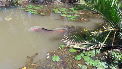 bat-duoc-ca-hai-tuong-dai-gan-2m-nang-hon-100kg-trong-kenh