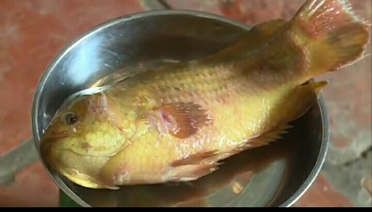 vinh-long-xuat-hien-ca-ro-nang-nua-can-co-mau-vang-la