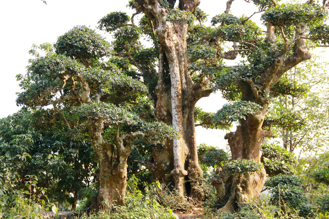 cay-duoi-nghin-nam-tuoi-co-dang-ban-tay-phat-o-ninh-binh