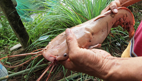 can-canh-ca-tre-la-mau-hong-phan-cua-nong-dan-can-tho