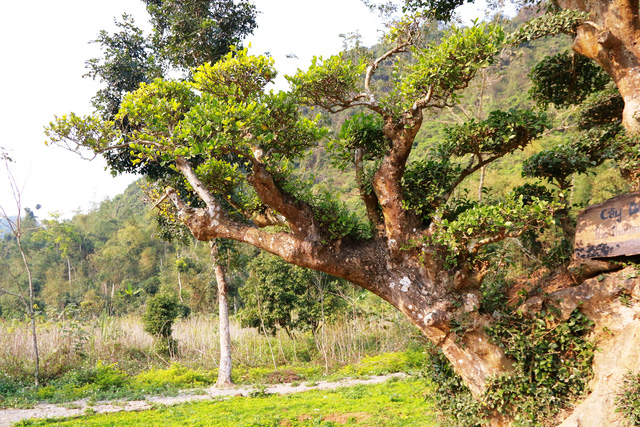 cay-duoi-nghin-nam-tuoi-co-dang-ban-tay-phat-o-ninh-binh