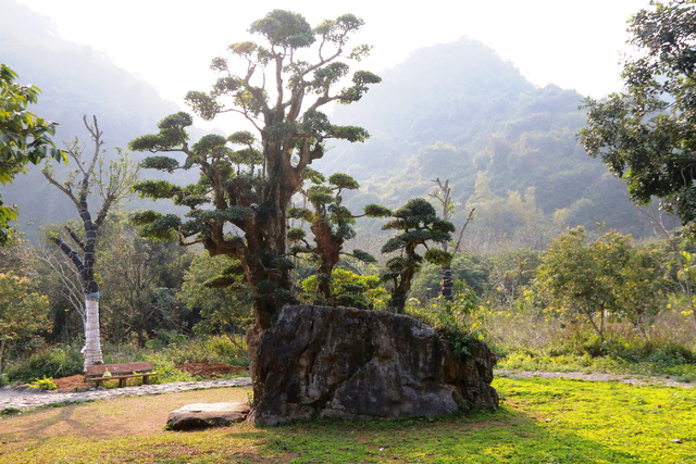 cay-duoi-nghin-nam-tuoi-co-dang-ban-tay-phat-o-ninh-binh
