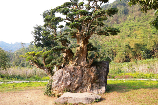cay-duoi-nghin-nam-tuoi-co-dang-ban-tay-phat-o-ninh-binh