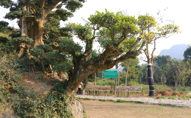 cay-duoi-nghin-nam-tuoi-co-dang-ban-tay-phat-o-ninh-binh