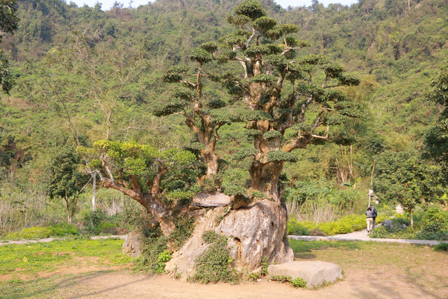 cay-duoi-nghin-nam-tuoi-co-dang-ban-tay-phat-o-ninh-binh