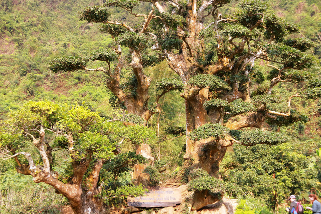 cay-duoi-nghin-nam-tuoi-co-dang-ban-tay-phat-o-ninh-binh