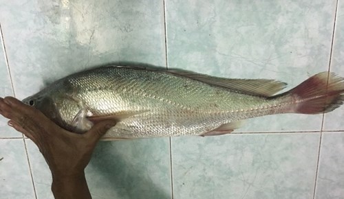 cau-duoc-ca-su-vang-quy-hiem-nang-hon-2kg-tren-song-nha-be