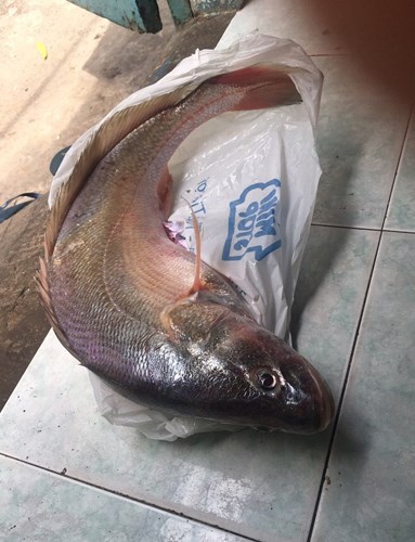 cau-duoc-ca-su-vang-quy-hiem-nang-hon-2kg-tren-song-nha-be