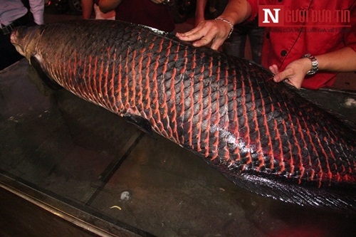 ha-noi-xuat-hien-ca-hai-tuong-nang-81kg-dai-gan-2m ha-noi-xuat-hien-ca-hai-tuong-nang-81kg-dai-gan-2m