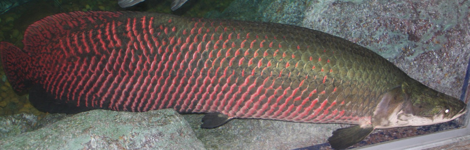 ha-noi-xuat-hien-ca-hai-tuong-nang-81kg-dai-gan-2m