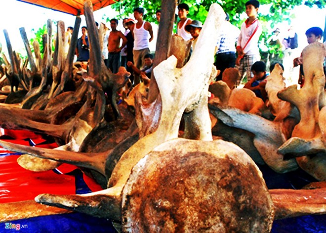 khoi-phuc-bo-xuong-ca-voi-khong-lo-o-huyen-dao-ly-son-quang-ngai