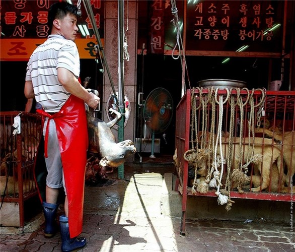 han-quoc-ben-trong-cho-thit-cho-lon-nhat-nuoc-vua-dong-cua