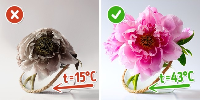 10 c&aacute;ch đơn giản giữ hoa 'l&acirc;u nhất c&oacute; thể'