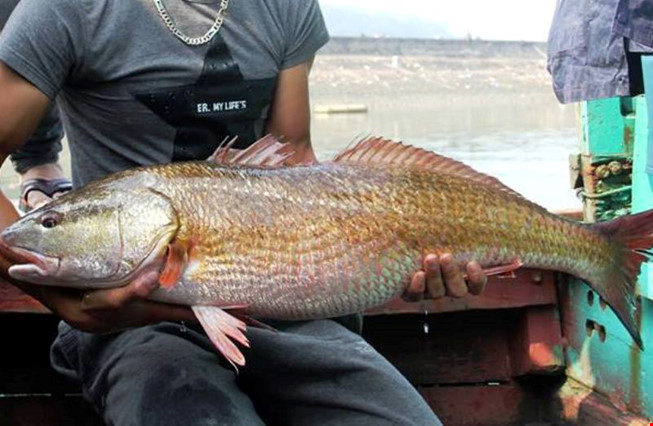 con-ca-81kg-nghi-ca-su-vang-tien-ty-o-nghe-an-da-ban-voi-gia-beo