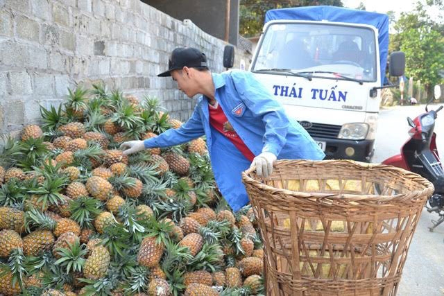 lao-cai-doanh-nghiep-mua-hang-tram-hecta-dua-thoi-ve-nghien-cuu