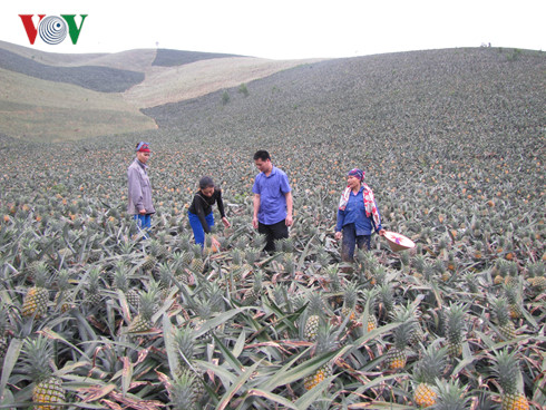 doanh-nghiep-bat-ngo-dung-viec-thu-mua-dua-thoi-cho-nong-dan-o-lao-cai