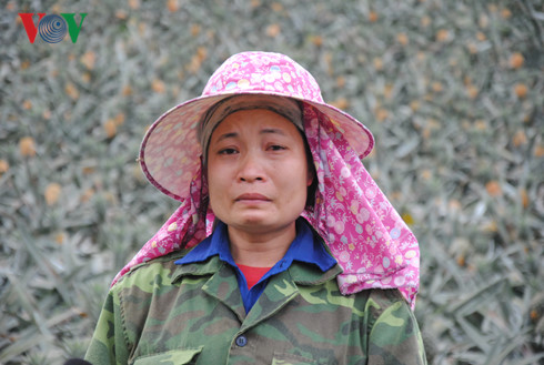 doanh-nghiep-bat-ngo-dung-viec-thu-mua-dua-thoi-cho-nong-dan-o-lao-cai