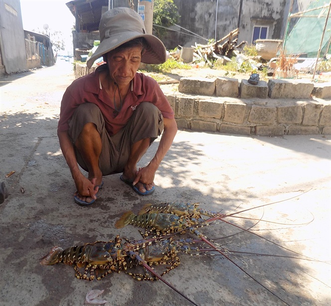 cam-ranh-tom-hum-chet-hang-loat-gay-thiet-hai-lon