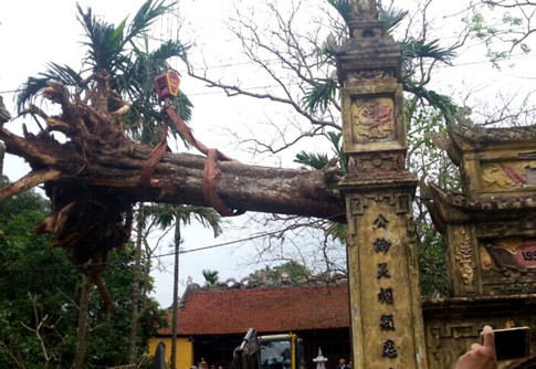 gia-tri-thuc-cua-cay-sua-200-tuoi-o-bac-ninh-gia-26-ty-dong