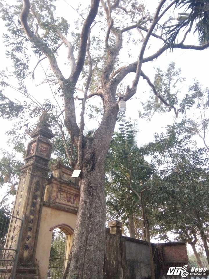 gia-tri-thuc-cua-cay-sua-200-tuoi-o-bac-ninh-gia-26-ty-dong