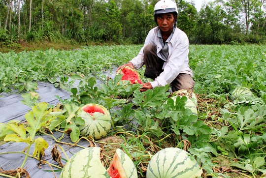 nong-san-viet-mat-gia-the-tham-vi-thuong-lai-ngung-mua