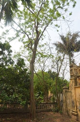 can-canh-cay-sua-400-tuoi-o-bac-ninh-duoc-dai-gia-san-don