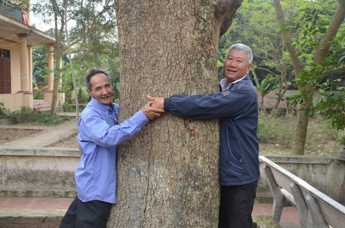 can-canh-cay-sua-400-tuoi-o-bac-ninh-duoc-dai-gia-san-don