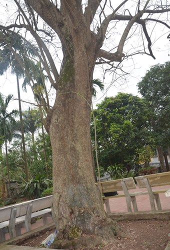 can-canh-cay-sua-400-tuoi-o-bac-ninh-duoc-dai-gia-san-don