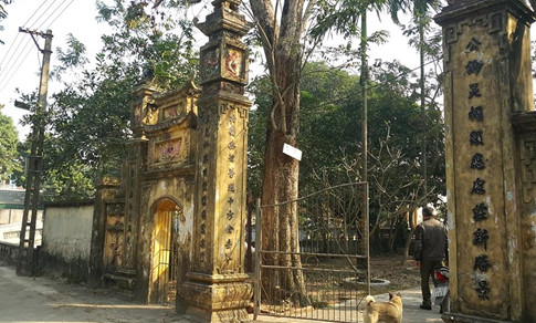 can-canh-cay-sua-400-tuoi-o-bac-ninh-duoc-dai-gia-san-don