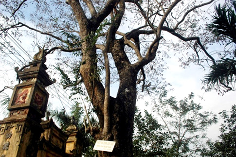 can-canh-cay-sua-400-tuoi-o-bac-ninh-duoc-dai-gia-san-don