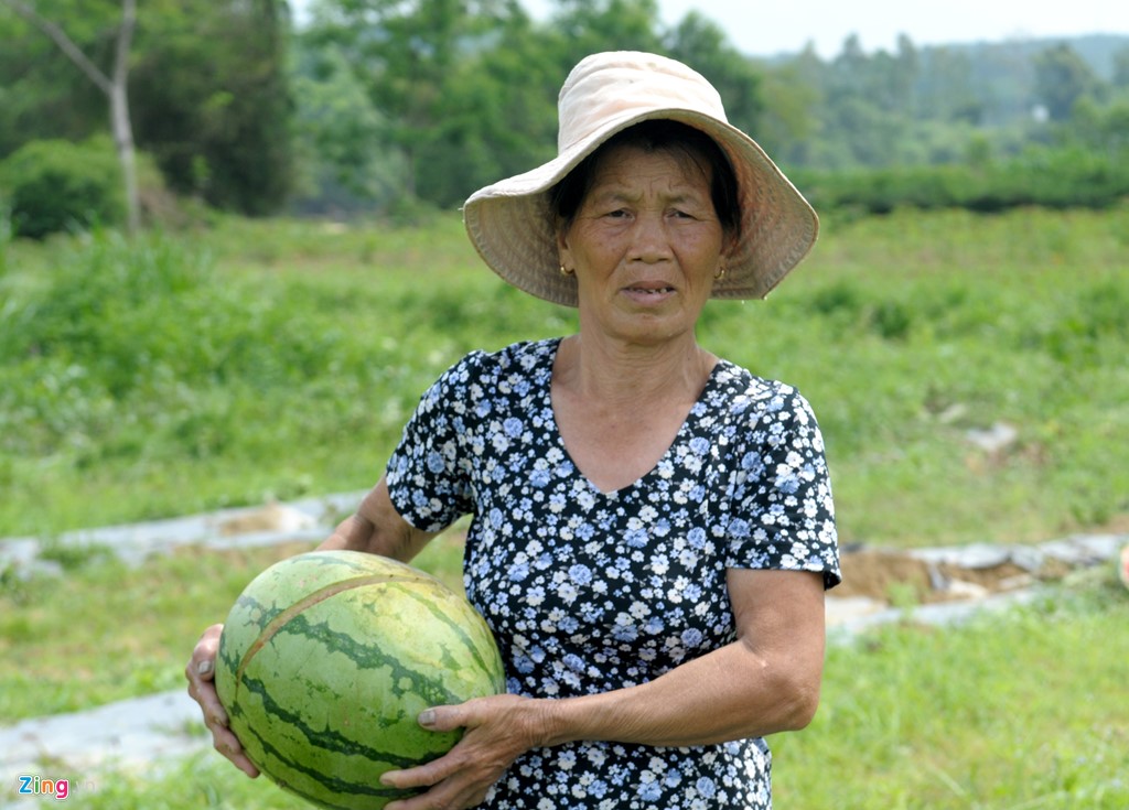 quang-ngai-lap-duong-day-nong-giai-cuu-dua-hau