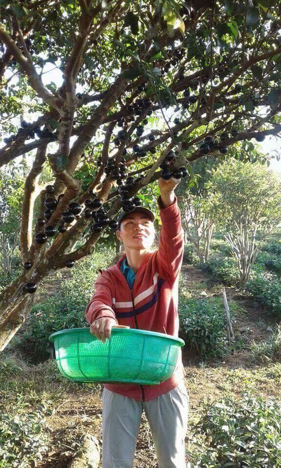 su-that-nho-than-go-200-ngankg-khien-nguoi-mua-that-vong