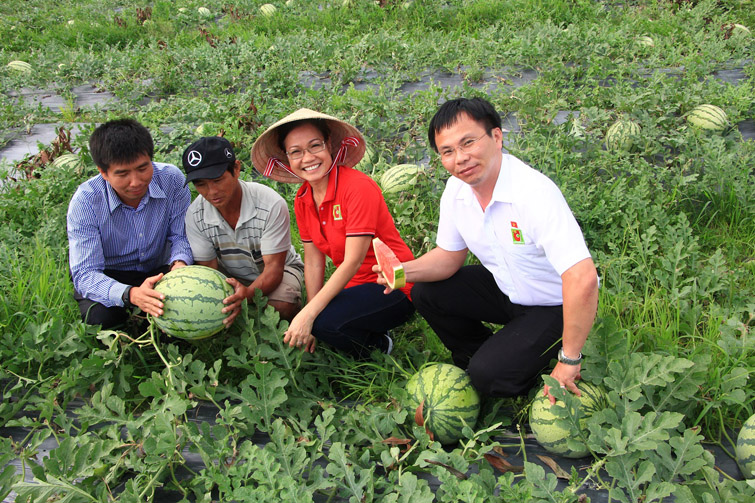 sieu-thi-big-c-giai-cuu-toan-bo-dua-hau-quang-ngai
