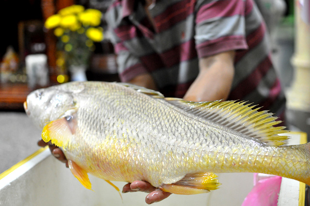 ca-nghi-la-ca-su-vang-quy-hiem-can-cau-can-thu-o-tphcm