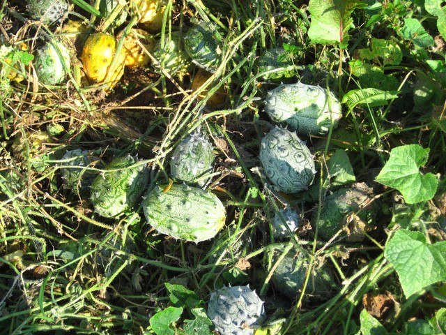 400-ngan-dongqua-dua-chuot-kiwano-co-gi-la