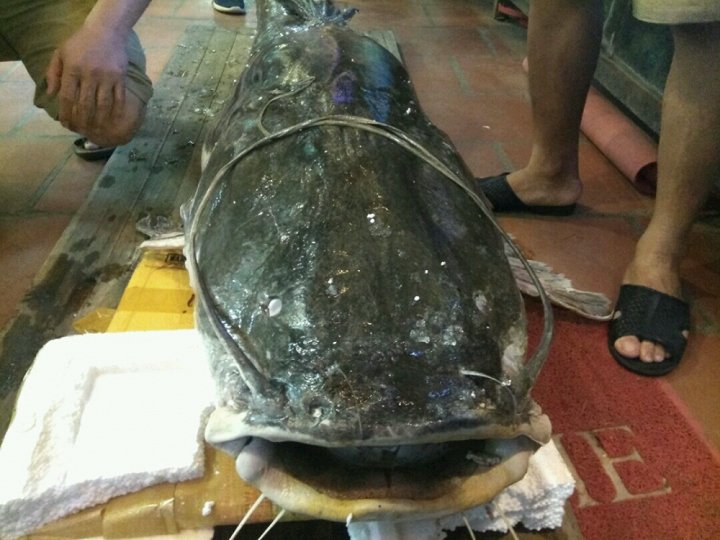 ca-lang-khong-lo-gan-120-kg-cap-ben-ha-noi
