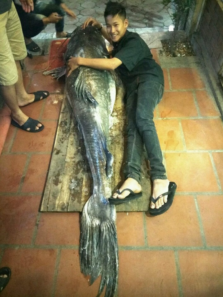 ca-lang-khong-lo-gan-120-kg-cap-ben-ha-noi
