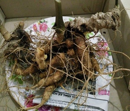 cu-sam-ngoc-linh-vua-duoc-ban-gia-400-trieu-dong-co-gi-dac-biet