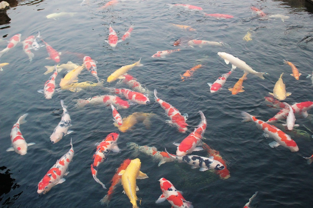 ba-noi-tro-choi-troi-ran-ca-koi-tram-trieu-de-an