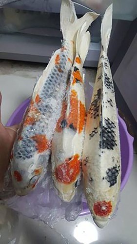 ba-noi-tro-choi-troi-ran-ca-koi-tram-trieu-de-an