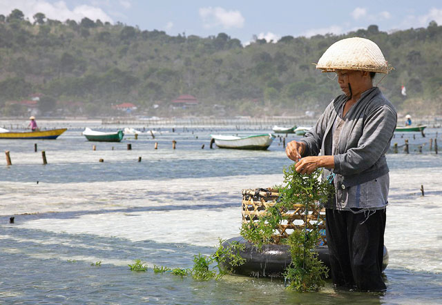 nuoi-trong-rong-bien-huong-di-phat-trien-thuy-san-ben-vung