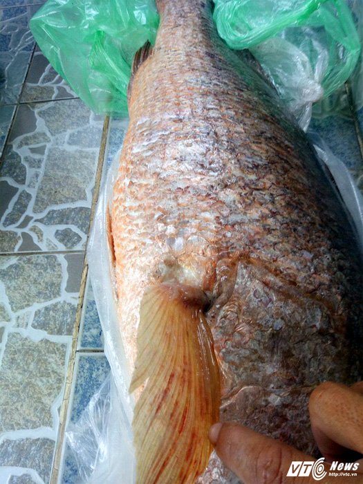 thanh-nien-cau-duoc-ca-nghi-la-ca-su-vang-quy-hiem-rao-ban-700-trieu-dong