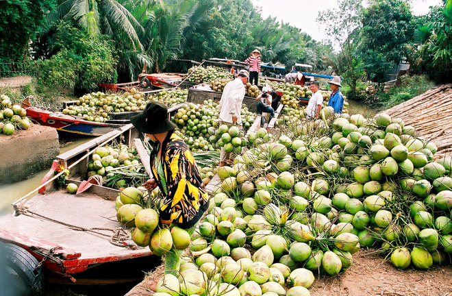 xu-dua-ben-tre-phai-nhap-dua-nguyen-nhan-do-dau