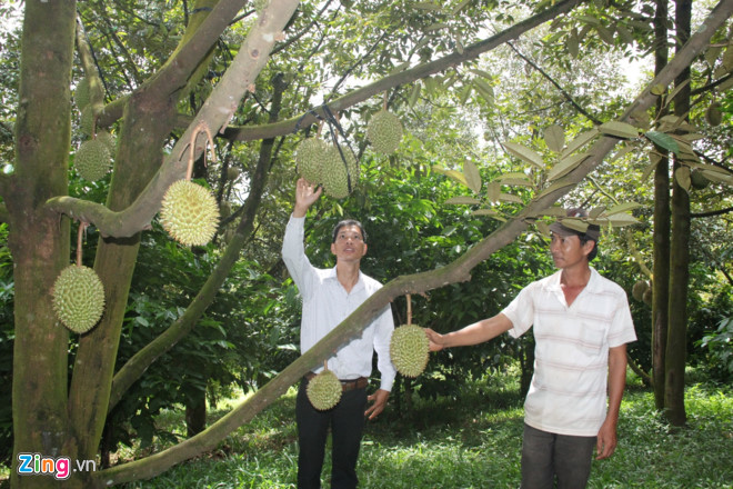 lam-dong-gia-sau-rieng-tang-cao-ky-luc-tu-truoc-toi-nay