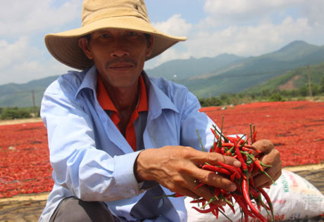 binh-dinh-ot-rot-gia-the-tham-nguoi-dan-dieu-dung-vi-thuong-lai-khong-mua